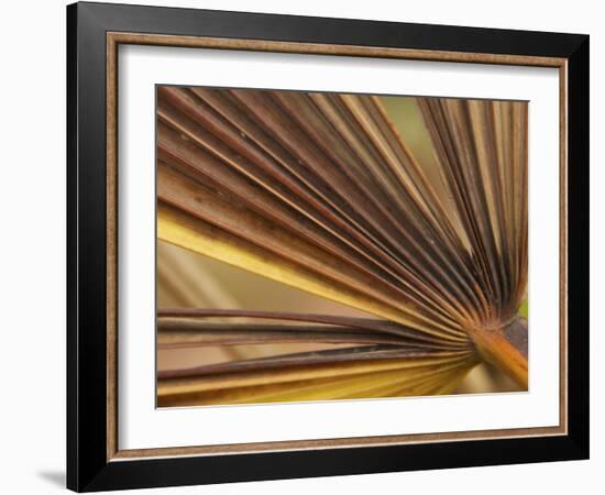 Underside of a Dead Leaf on a Palm Bush as Sarah P. Duke Gardens in Durham, North Carolina-Melissa Southern-Framed Photographic Print