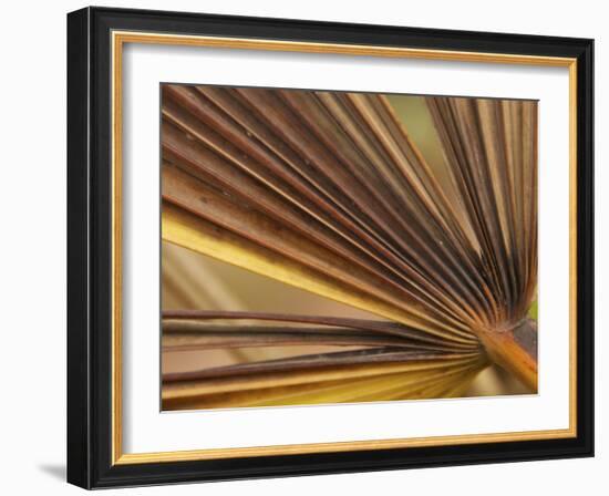 Underside of a Dead Leaf on a Palm Bush as Sarah P. Duke Gardens in Durham, North Carolina-Melissa Southern-Framed Photographic Print