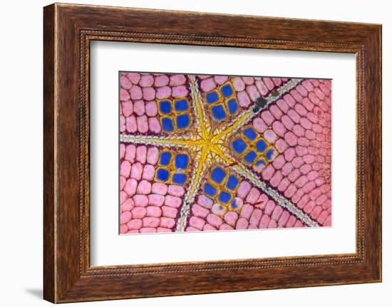 underside of a honeycomb sea star with tiny shrimps-Alex Mustard-Framed Photographic Print