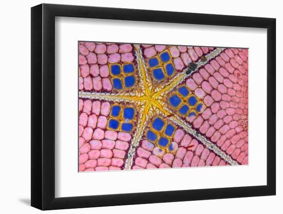 underside of a honeycomb sea star with tiny shrimps-Alex Mustard-Framed Photographic Print