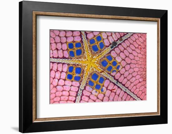 underside of a honeycomb sea star with tiny shrimps-Alex Mustard-Framed Photographic Print