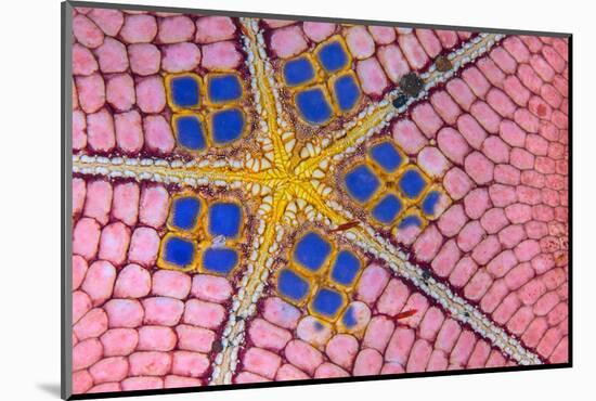 underside of a honeycomb sea star with tiny shrimps-Alex Mustard-Mounted Photographic Print