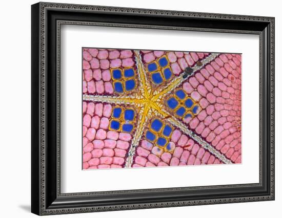 underside of a honeycomb sea star with tiny shrimps-Alex Mustard-Framed Photographic Print