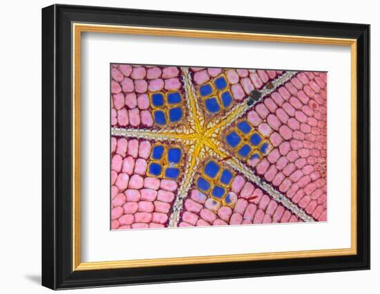 underside of a honeycomb sea star with tiny shrimps-Alex Mustard-Framed Photographic Print