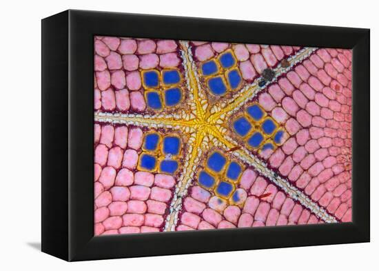 underside of a honeycomb sea star with tiny shrimps-Alex Mustard-Framed Premier Image Canvas