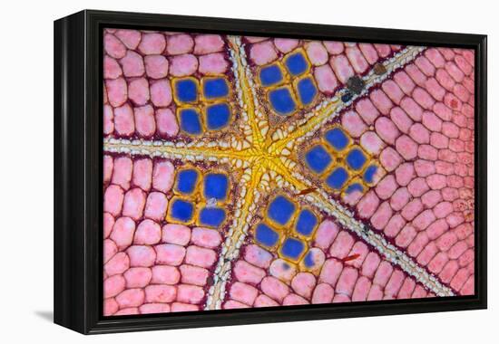 underside of a honeycomb sea star with tiny shrimps-Alex Mustard-Framed Premier Image Canvas