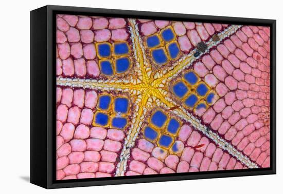 underside of a honeycomb sea star with tiny shrimps-Alex Mustard-Framed Premier Image Canvas