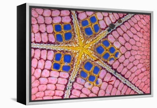 underside of a honeycomb sea star with tiny shrimps-Alex Mustard-Framed Premier Image Canvas