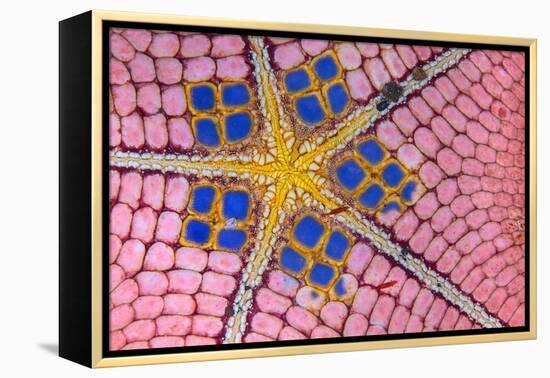 underside of a honeycomb sea star with tiny shrimps-Alex Mustard-Framed Premier Image Canvas