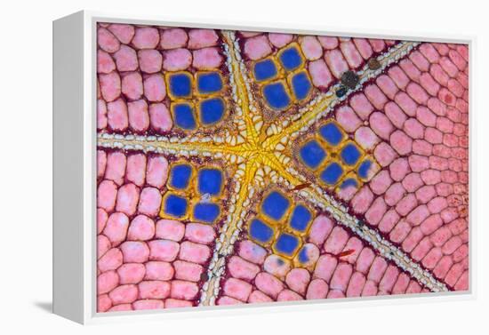 underside of a honeycomb sea star with tiny shrimps-Alex Mustard-Framed Premier Image Canvas