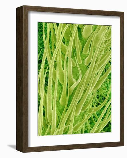 Underside of a Stinging Nettle Leaf-Micro Discovery-Framed Photographic Print