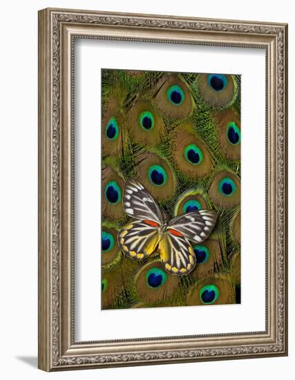 Underside of Delias Butterfly on Peacock Tail Feather Design-Darrell Gulin-Framed Photographic Print