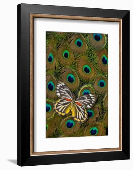 Underside of Delias Butterfly on Peacock Tail Feather Design-Darrell Gulin-Framed Photographic Print