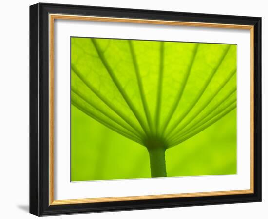 Underside of Lotus Leaf, Kenilworth Aquatic Gardens, Washington DC, USA-Corey Hilz-Framed Photographic Print