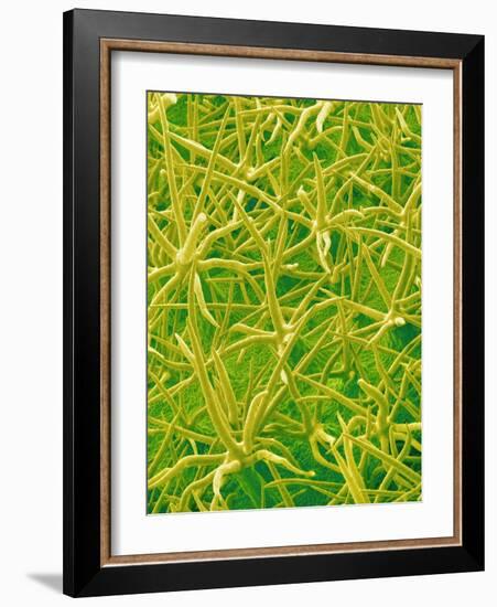 Underside of Marsh Mallow Leaf-Micro Discovery-Framed Photographic Print