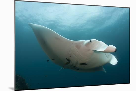 Underside View of a Giant Oceanic Manta Ray, Raja Ampat, Indonesia-null-Mounted Photographic Print