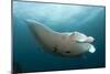 Underside View of a Giant Oceanic Manta Ray, Raja Ampat, Indonesia-null-Mounted Photographic Print