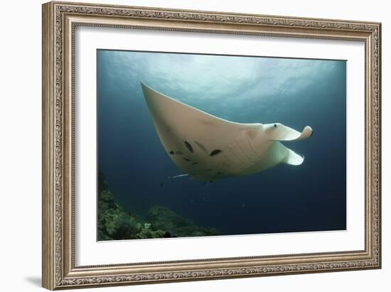 Underside View of a Giant Oceanic Manta Ray, Raja Ampat, Indonesia-null-Framed Photographic Print