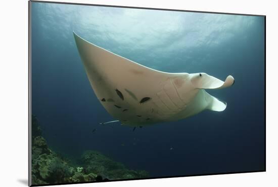 Underside View of a Giant Oceanic Manta Ray, Raja Ampat, Indonesia-null-Mounted Photographic Print