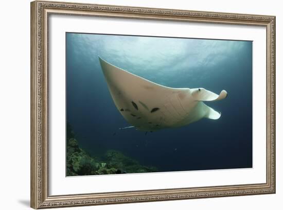 Underside View of a Giant Oceanic Manta Ray, Raja Ampat, Indonesia-null-Framed Photographic Print