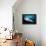 Underside View of a Giant Oceanic Manta Ray, Raja Ampat, Indonesia-null-Framed Premier Image Canvas displayed on a wall