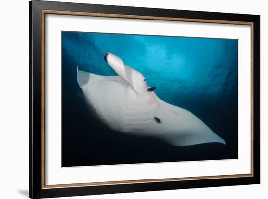 Underside View of a Giant Oceanic Manta Ray, Raja Ampat, Indonesia-null-Framed Photographic Print