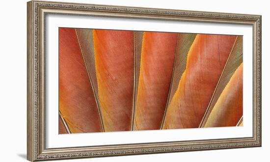 Underside Wing Coloration of the Scarlet Macaw-Darrell Gulin-Framed Photographic Print