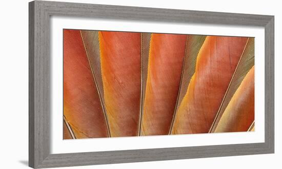 Underside Wing Coloration of the Scarlet Macaw-Darrell Gulin-Framed Photographic Print