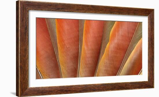 Underside Wing Coloration of the Scarlet Macaw-Darrell Gulin-Framed Photographic Print