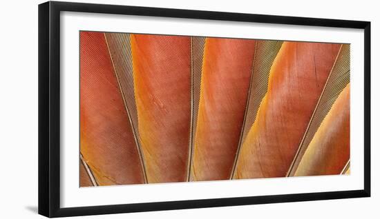 Underside Wing Coloration of the Scarlet Macaw-Darrell Gulin-Framed Photographic Print