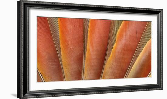 Underside Wing Coloration of the Scarlet Macaw-Darrell Gulin-Framed Photographic Print