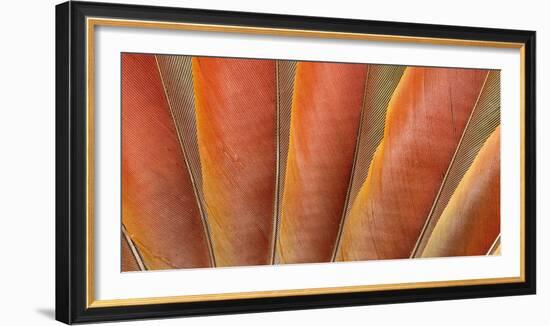 Underside Wing Coloration of the Scarlet Macaw-Darrell Gulin-Framed Photographic Print