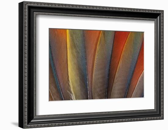 Underside Wing Coloration of the Scarlet Macaw-Darrell Gulin-Framed Photographic Print