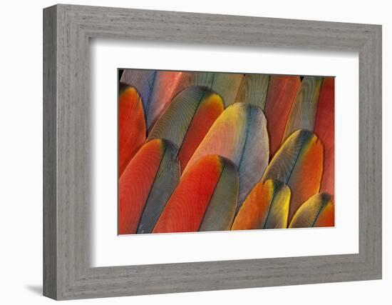 Underside Wing Coloration of the Scarlet Macaw-Darrell Gulin-Framed Photographic Print
