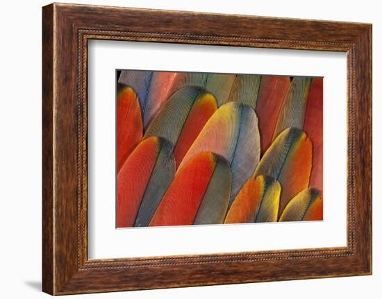 Underside Wing Coloration of the Scarlet Macaw-Darrell Gulin-Framed Photographic Print