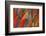 Underside Wing Coloration of the Scarlet Macaw-Darrell Gulin-Framed Photographic Print