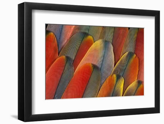 Underside Wing Coloration of the Scarlet Macaw-Darrell Gulin-Framed Photographic Print