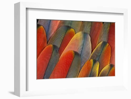 Underside Wing Coloration of the Scarlet Macaw-Darrell Gulin-Framed Photographic Print