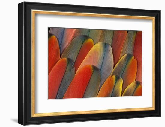 Underside Wing Coloration of the Scarlet Macaw-Darrell Gulin-Framed Photographic Print