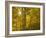 Understory of the quaking aspen, fall season, Sandia Mountains, Cibola National Forest, New Mexico-Maresa Pryor-Luzier-Framed Photographic Print