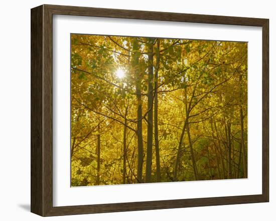 Understory of the quaking aspen, fall season, Sandia Mountains, Cibola National Forest, New Mexico-Maresa Pryor-Luzier-Framed Photographic Print