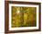 Understory of the quaking aspen, fall season, Sandia Mountains, Cibola National Forest, New Mexico-Maresa Pryor-Luzier-Framed Photographic Print