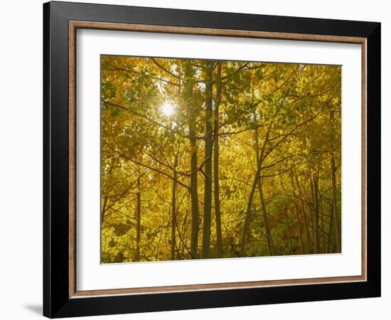 Understory of the quaking aspen, fall season, Sandia Mountains, Cibola National Forest, New Mexico-Maresa Pryor-Luzier-Framed Photographic Print