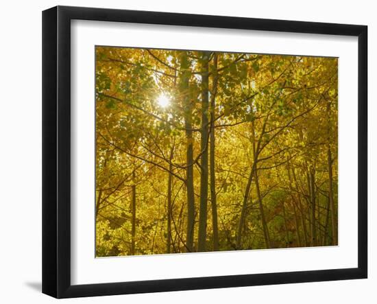 Understory of the quaking aspen, fall season, Sandia Mountains, Cibola National Forest, New Mexico-Maresa Pryor-Luzier-Framed Photographic Print