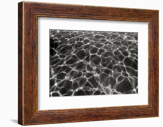 Underwater 2-Lee Peterson-Framed Photographic Print