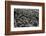 Underwater 2-Lee Peterson-Framed Photographic Print