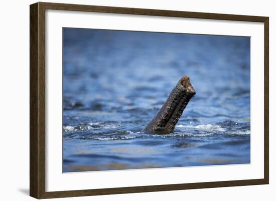 Underwater African Elephant's Trunk, Chobe National Park, Botswana-Paul Souders-Framed Photographic Print