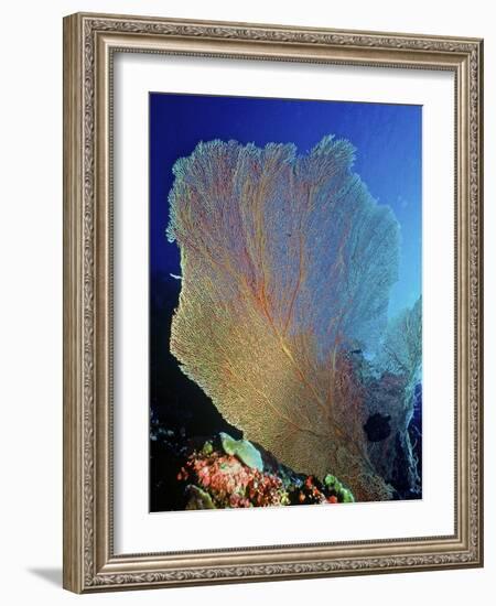 Underwater, Bonaire, Netherlands Antilles-Connie Bransilver-Framed Photographic Print