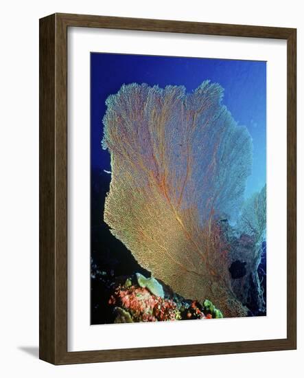 Underwater, Bonaire, Netherlands Antilles-Connie Bransilver-Framed Photographic Print