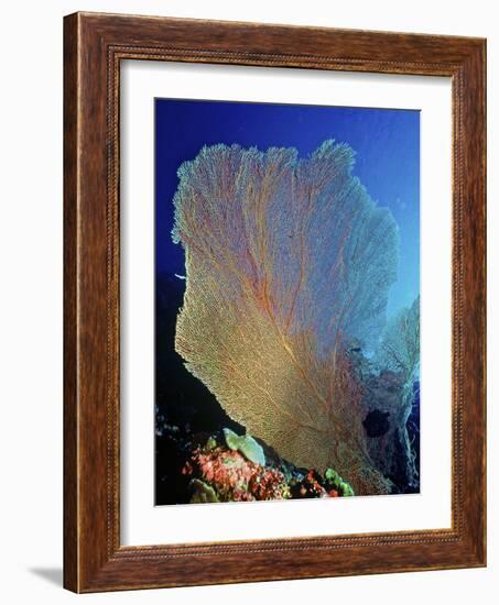 Underwater, Bonaire, Netherlands Antilles-Connie Bransilver-Framed Photographic Print